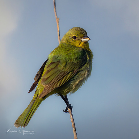 Painted Bunting