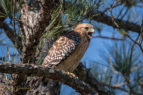 Red Shouldered Hawk