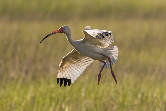 Ibis