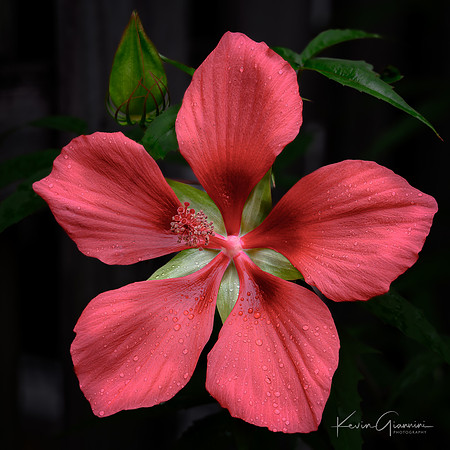 Scarlet Rose Mallow