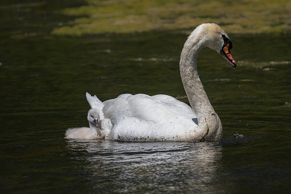 Mute Swan and cygnet