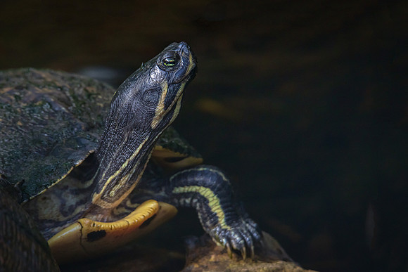 Mr. Turtle