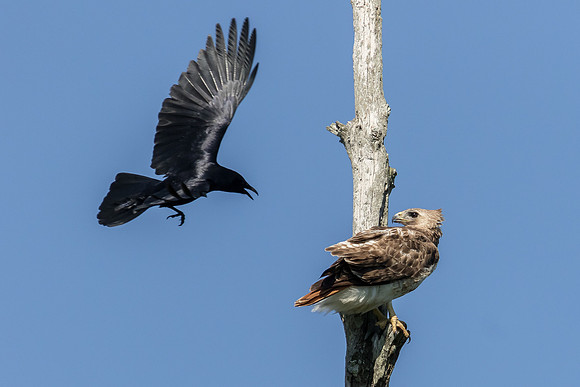 Grackle Harassing a Red-tailed Hawk