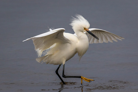 Snowy Egret