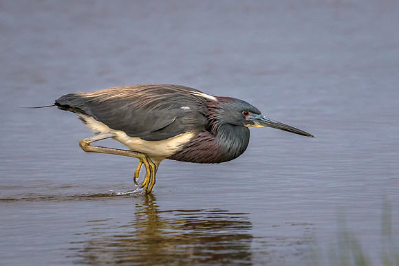 Tricolored Heron
