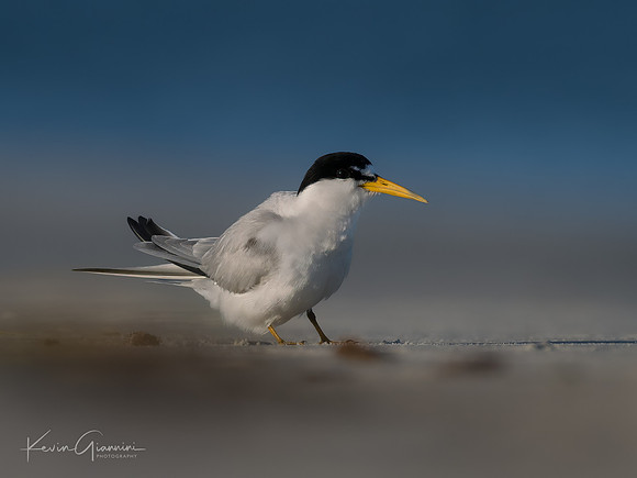 Least Tern