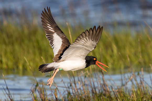 Oyster Catcher