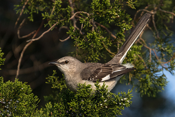 Northern Mockingbird