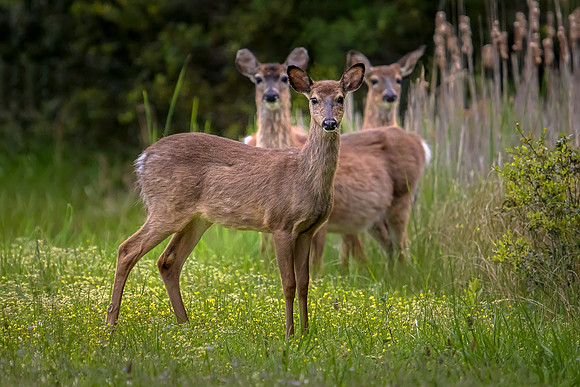 Deer along side the road