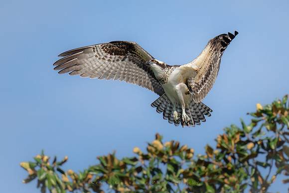Osprey
