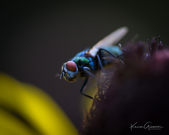 Fly