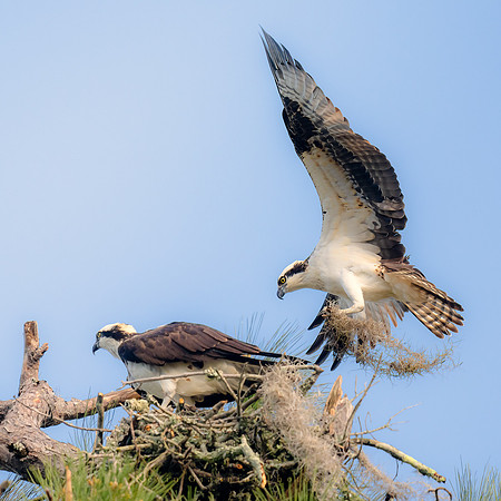 Osprey