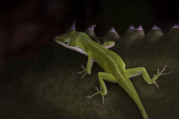 Anole on the agave