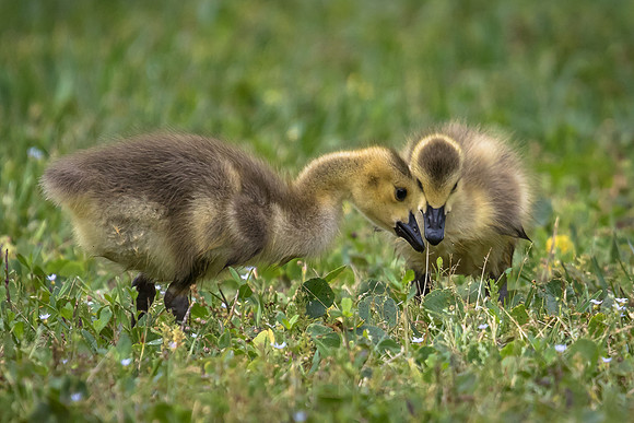 Canada Geese goslings
