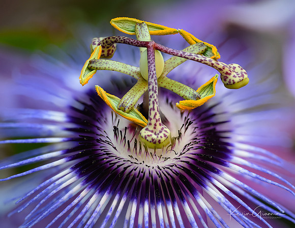 Floral Macro
