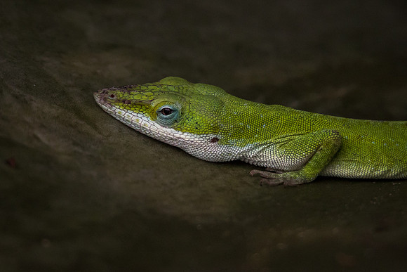 Anole