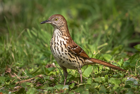 Brown Thrasher
