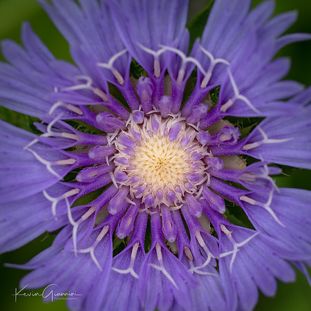 Floral macro
