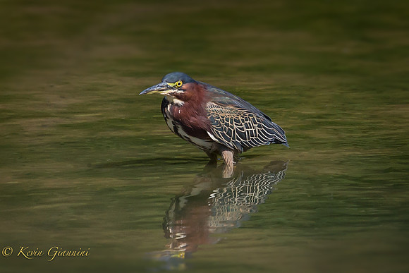 Green Heron