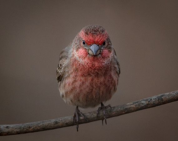 House Finch