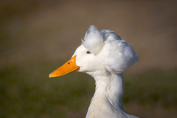Crested Duck