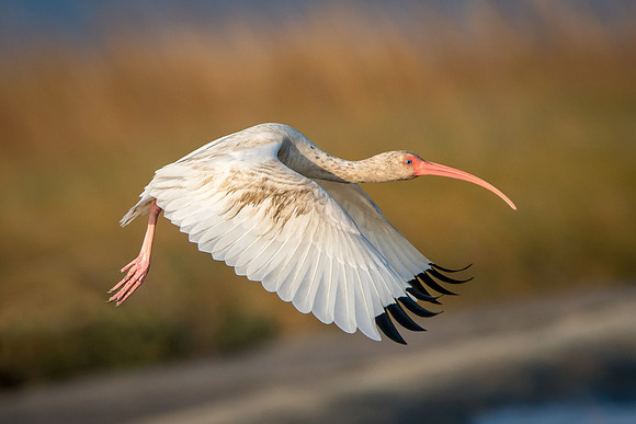 Ibis taking off