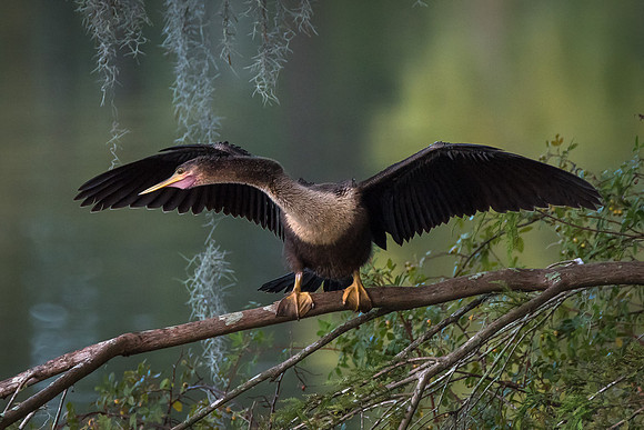 Anhinga