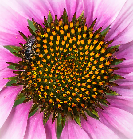 Visitor on a daisy