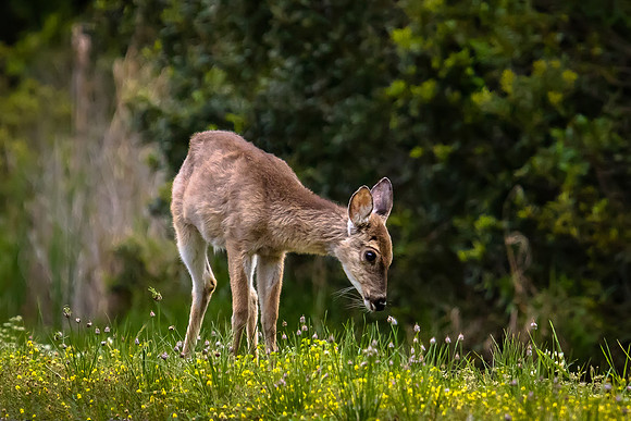 Deer