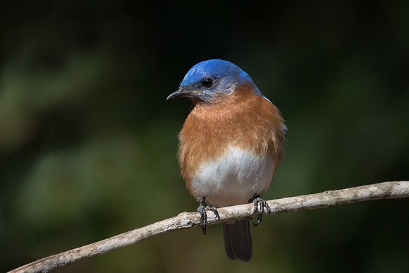 Eastern bluebird