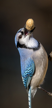 Blue jay with peanut