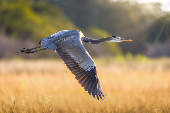 Great Blue Heron