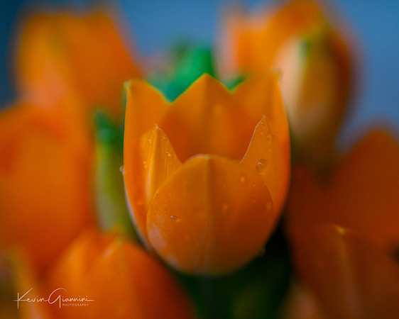Orange Star Plant