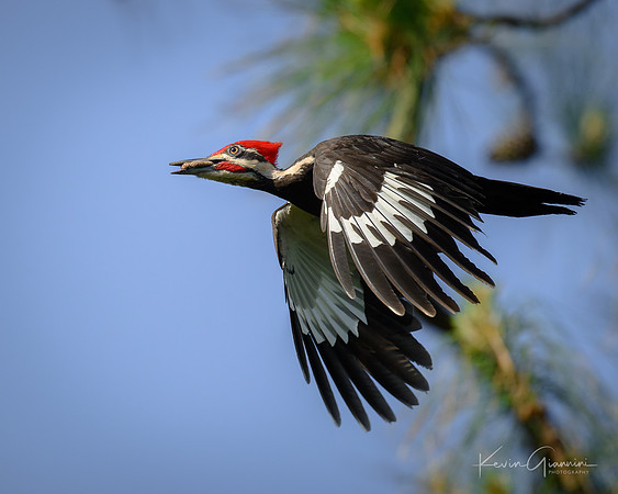 Pileated Woodpecker(s)
