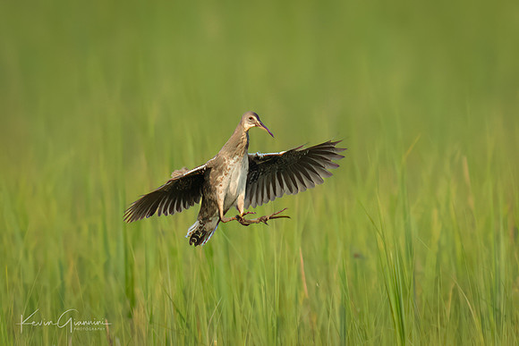 Clapper Rail
