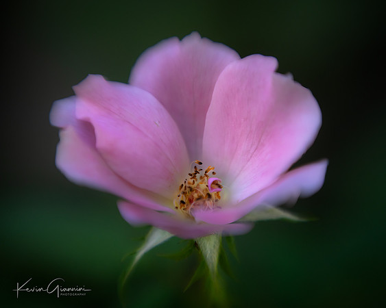 Flower Macro