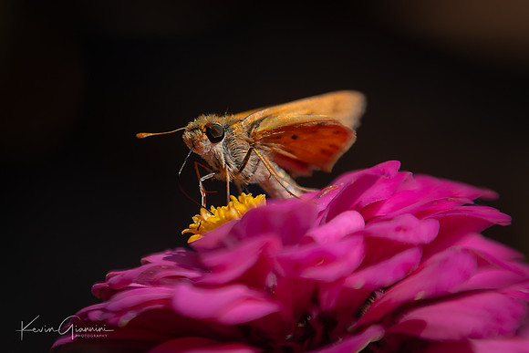 Flower Macro
