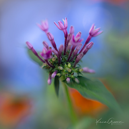 Flower Macro