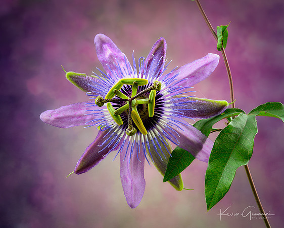 Passion Flower