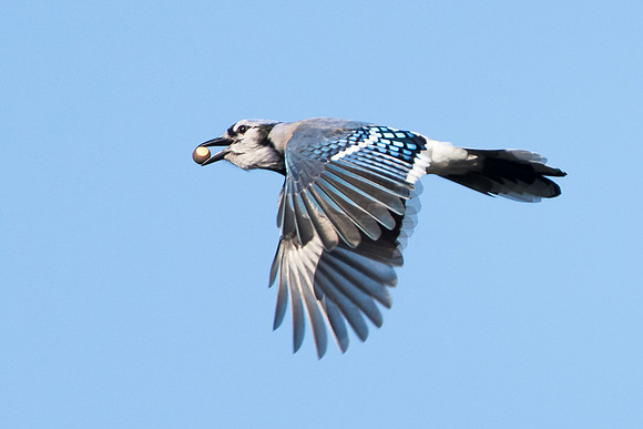 Blue Jay with acorns