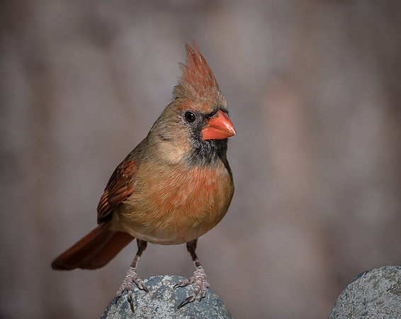 Northern Cardinal