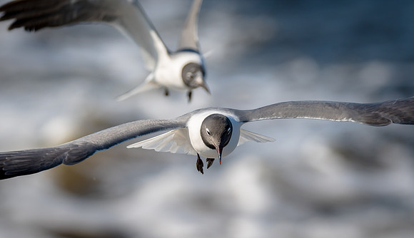 Laughing Gulls
