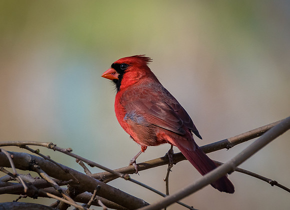Northern Cardinal