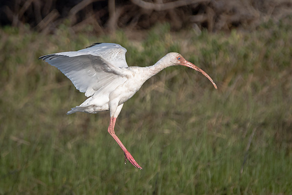 Ibis