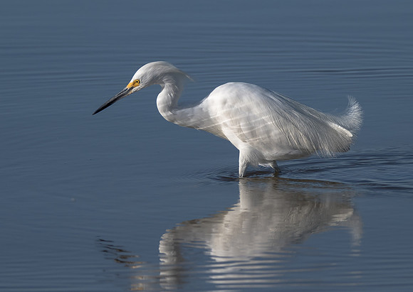 Great Egret