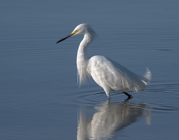 Great Egret