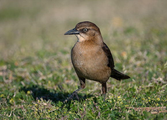 Common Grackle