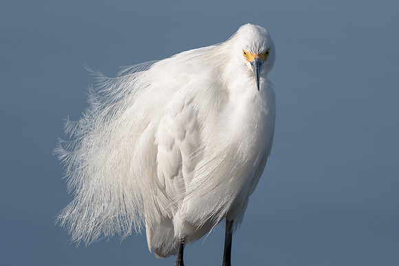 Snowy Egret
