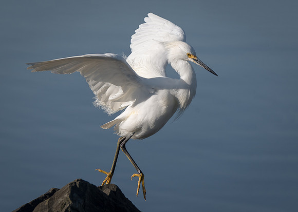 Snowy Egret