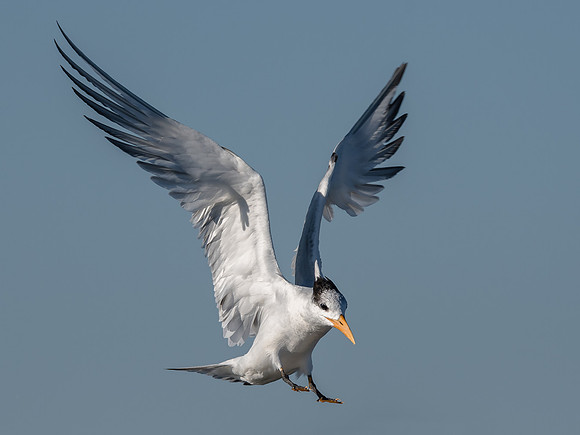 Royal Tern